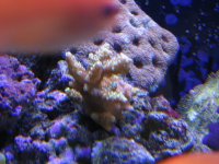 Nobubbles7-25-07089.jpg