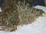 Anemones 002.jpg