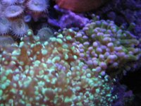 Nobubbles7-25-07092.jpg