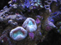 Nobubbles7-25-07088.jpg