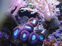Nobubbles7-25-07087.jpg