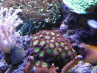 Nobubbles7-25-07086.jpg