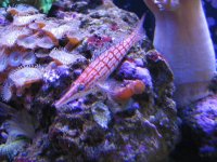 Nobubbles7-25-07085.jpg