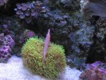 Nobubbles7-25-07078.jpg
