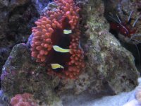 Nobubbles7-25-07074.jpg