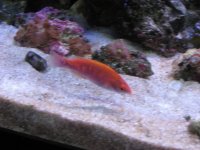 Nobubbles7-25-07069.jpg