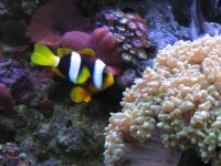 Nobubbles7-25-07068.jpg