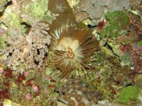 Nobubbles7-25-07065.jpg