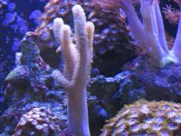 Nobubbles7-25-07059.jpg