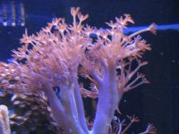 Nobubbles7-25-07058.jpg