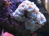 Nobubbles7-25-07057.jpg