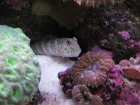 Nobubbles7-25-07055.jpg
