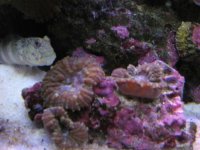 Nobubbles7-25-07054.jpg