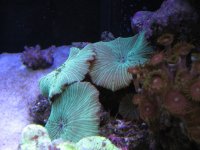 Nobubbles7-25-07053.jpg