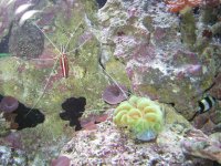 bubblecoral.JPG