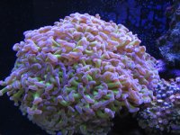 Nobubbles7-25-07050.jpg