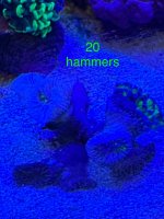 IMG_2247.jpeg