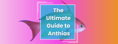 Anthias 1.png