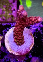 IMG_1594.jpeg