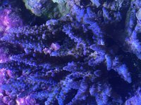 IMG_2092.jpeg
