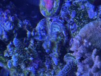 IMG_2091.jpeg