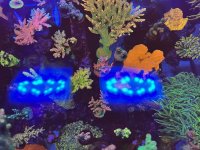 IMG_0525.jpeg