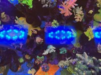 IMG_0532.jpeg