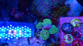 goldhammercoral.jpg