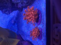 IMG_0516.jpeg