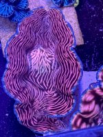 IMG_9619.jpeg
