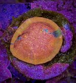 IMG_2267.jpeg