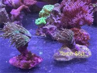 IMG_2332.jpeg