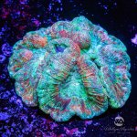 CoralAuction58_06b08428-71b7-4087-ae9d-2435385f3b87.jpg