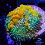 CoralAuction51_58ec2088-3e2f-444d-ba45-b82f15e2384c.jpg