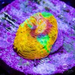 CoralAuction52_b5372e54-cfe3-4f5d-911c-80b72efdcf38.jpg