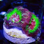 CoralAuction48_0059a6c8-96d3-444d-91e9-f231bc905d24.jpg