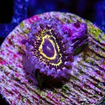 CoralAuction47_77fc97c8-c23b-41c8-b68a-1c2d5464838a.jpg