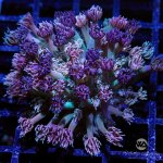 CoralAuction46_a29e3201-1a0c-454d-a226-13ceb02790c9.jpg