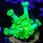 CoralAuction5_a79ceb2c-4317-4cc2-8166-4db852af95d6.jpg