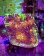 IMG_2540.jpeg