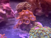 IMG_2396.jpeg