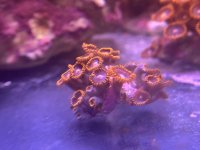 IMG_2395.jpeg