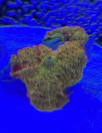IMG_5937.jpeg