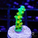 CoralAuction44_b583e342-1760-4f75-82cf-81daac2c8f88.jpg