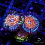 CoralAuction43_2829890a-17a5-4044-a810-d60904da97d3.jpg