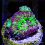 CoralAuction40_60babe1c-4dc6-487a-bf8c-95b56697b633.jpg