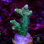 CoralAuction3_08fd9521-9564-4011-a836-80da9881aba2.jpg