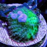 CoralAuction2_3a17dd58-b253-4df0-ad95-297bd3be13e3.jpg