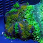 CoralAuction50_6bc0d61a-f486-497d-b5fc-2a601c5f3fe6.jpg
