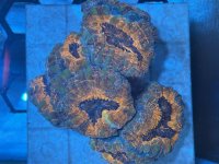 IMG_1050.jpeg